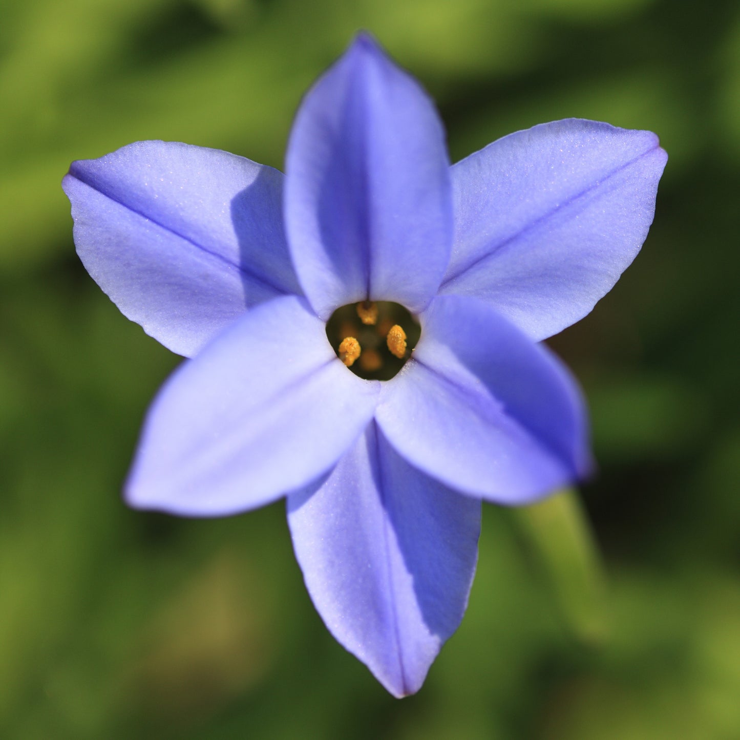 Close-Up Jesse Starflower