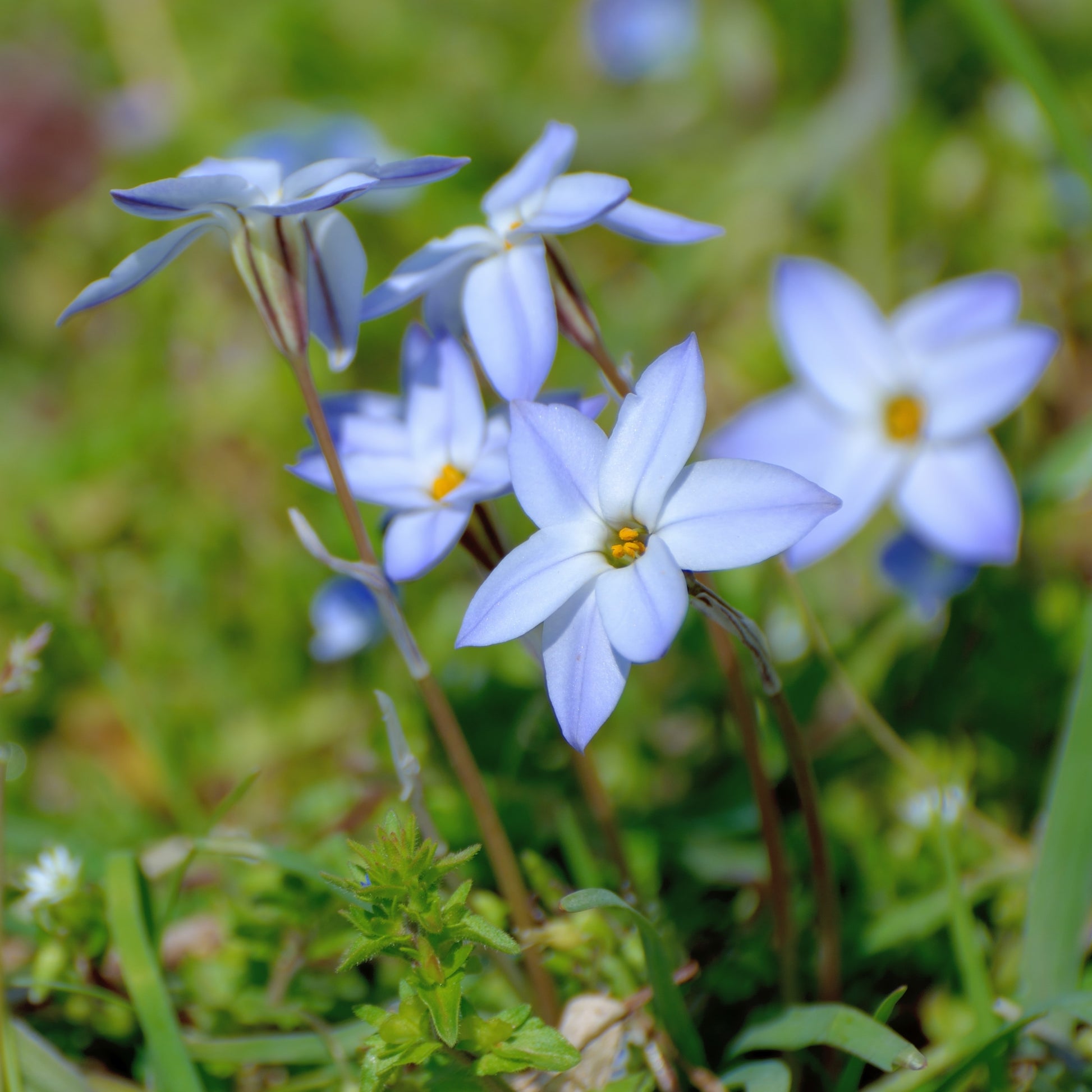 Pretty Blooming Starflower Jesse Blooms