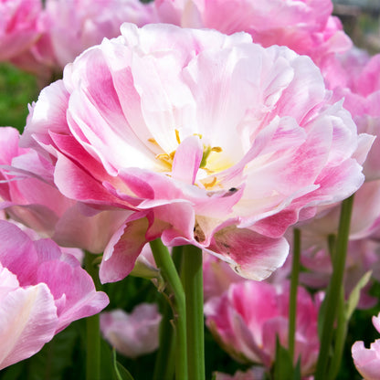 Fully Bloomed Rosy Tulip Angelique