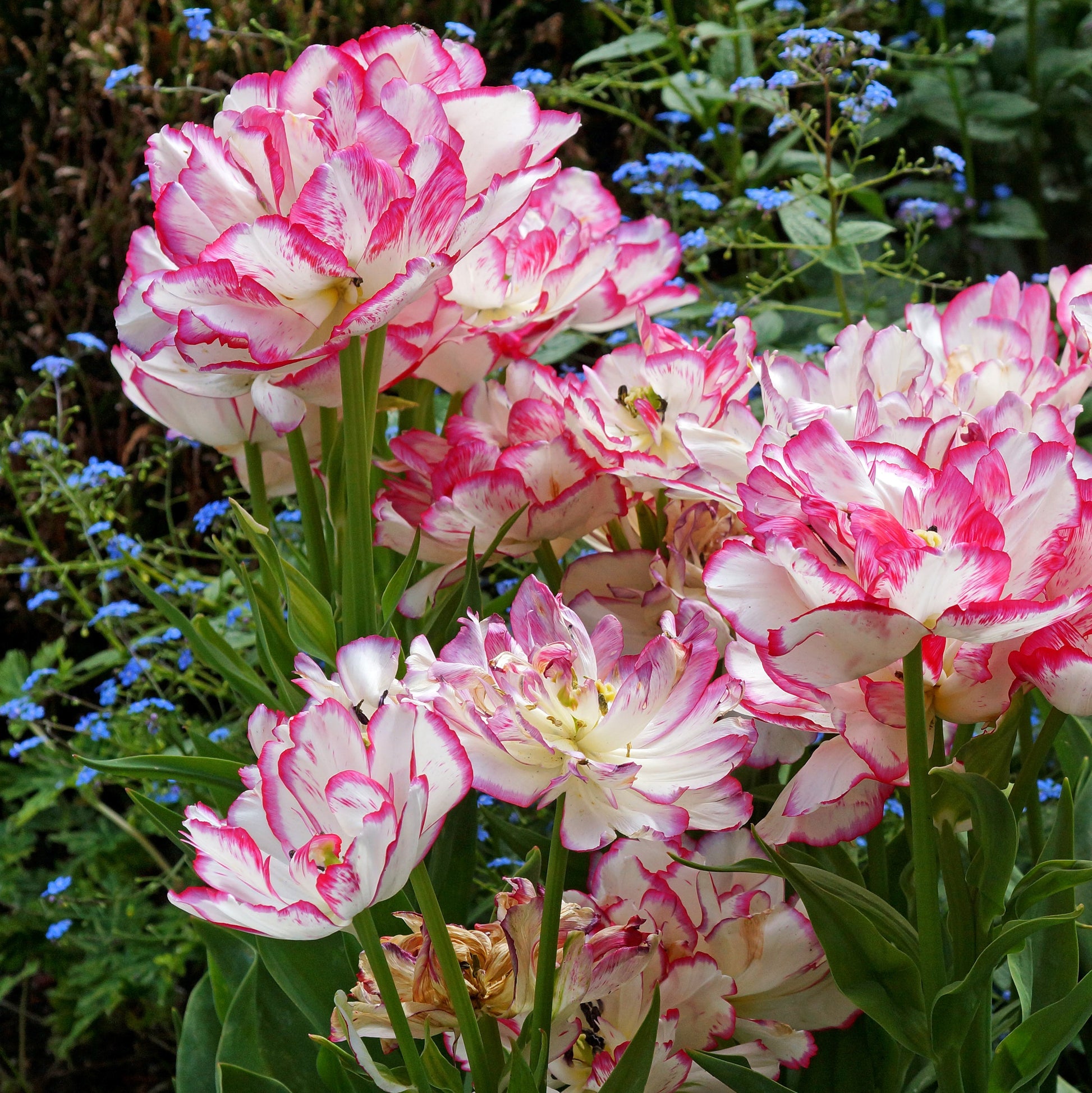 Multi-Petaled Tulip Belicia