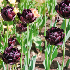 Gorgeous Dark Purple Tulip Bulbs for Sale Online | Black Hero – Easy To ...