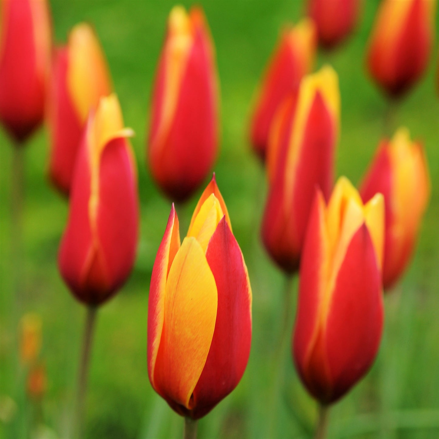 Red and Yellow Clusiana Chrysantha Tulips