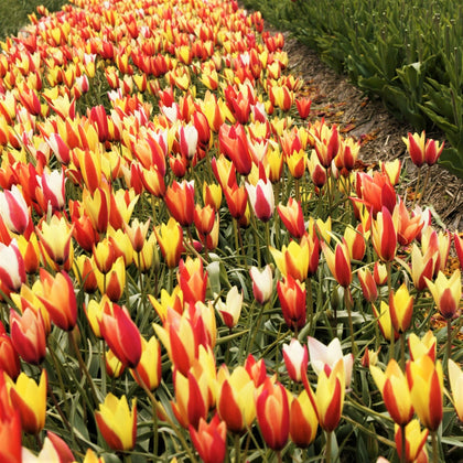 Bold Bicolor Tulip Bulbs for Sale Online | Clusiana Chrysantha – Easy ...