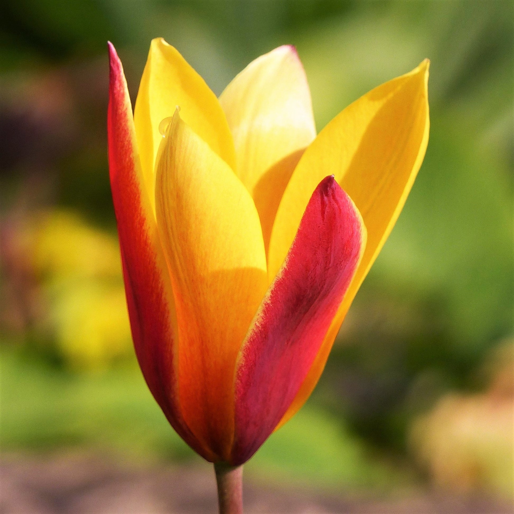 Red and Yellow Clusiana Chrysantha Tulip