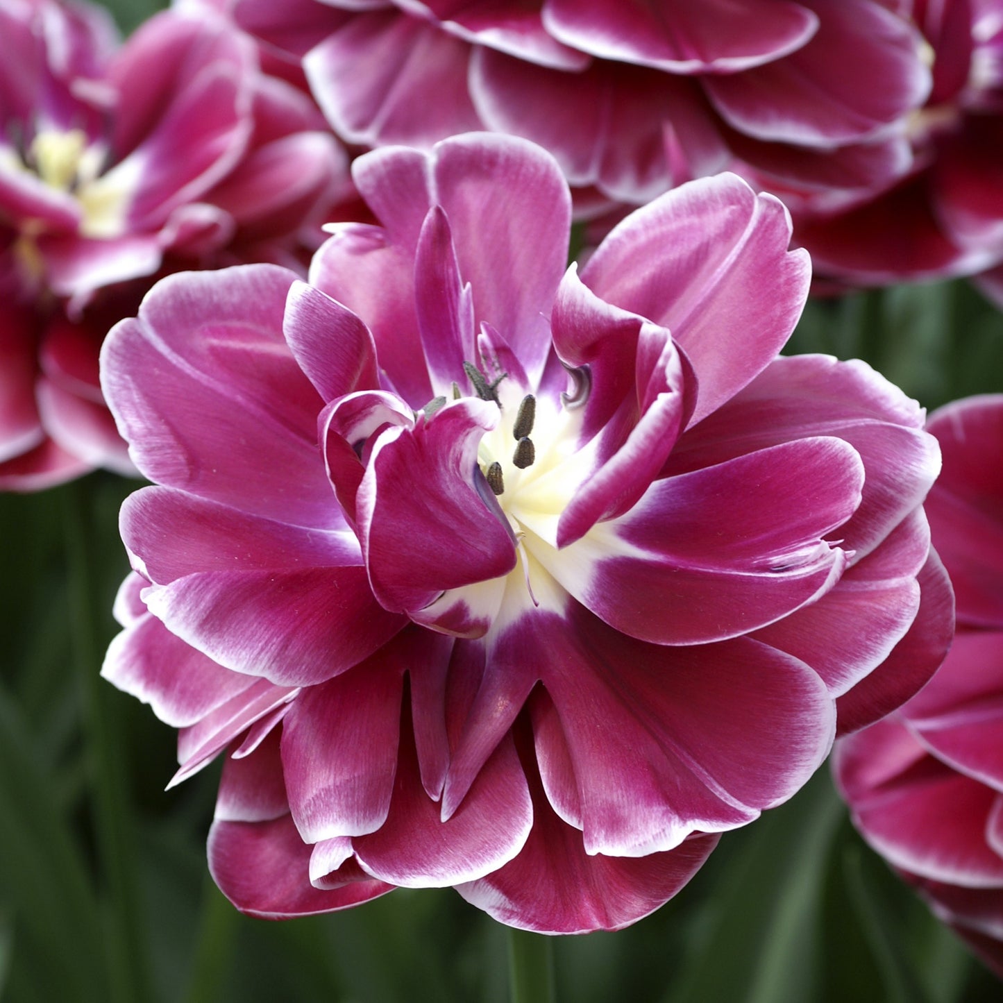 Fully-Bloomed Dream Touch Tulip