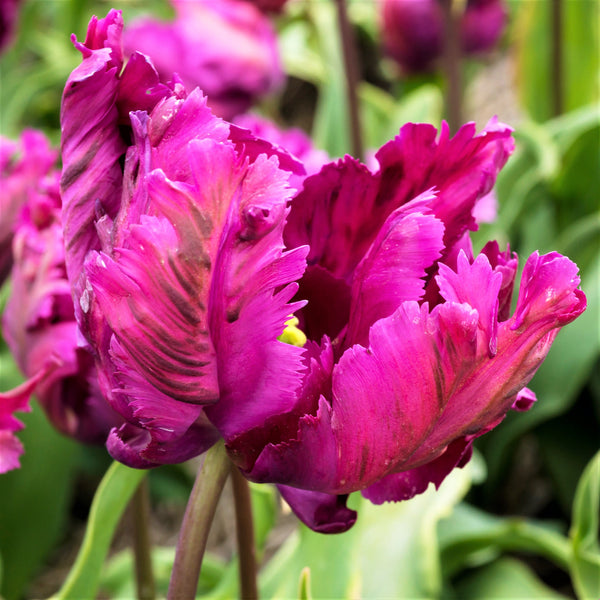 Bold Maroon & Pink Tulip Bulbs for Sale Online | Negrita Parrot – Easy ...