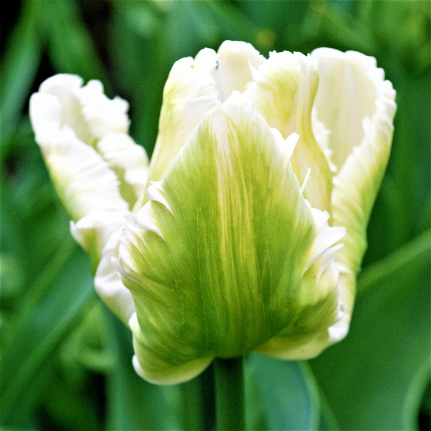 White and Green Petals of the White Parrot Tulip