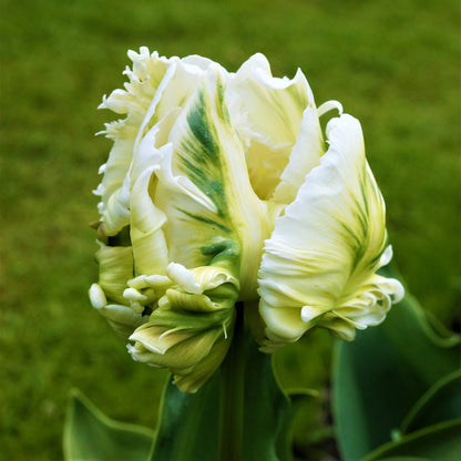 Ruffly White and Green Parrot Tulip