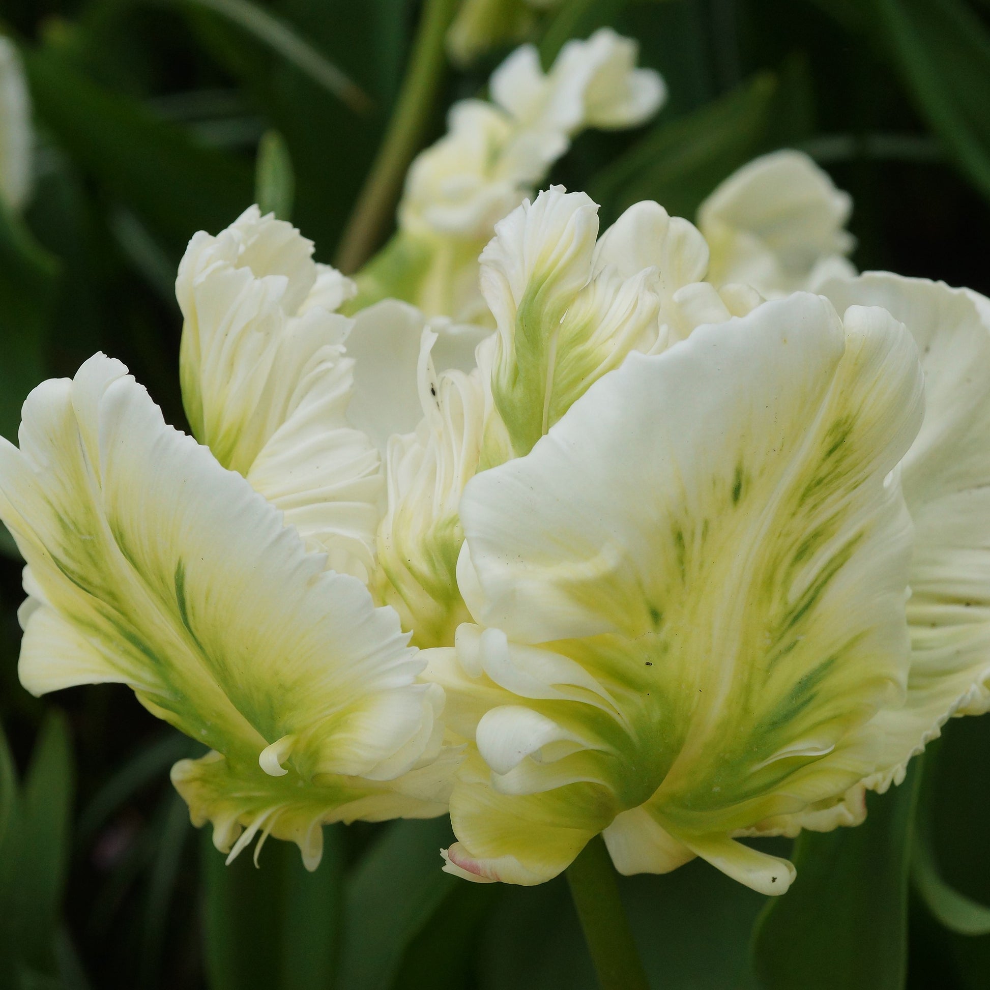 Fully-Bloomed White Parrot Tulip