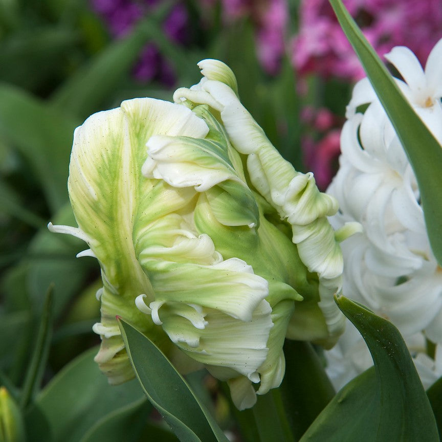 Closed White Parrot Tulip Bud