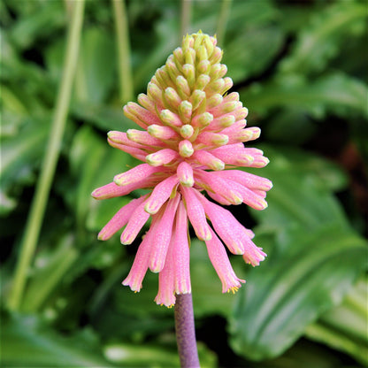 Light Pink Veltheimia Bracteata