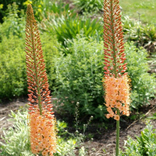 Blooming Orange Eremurus