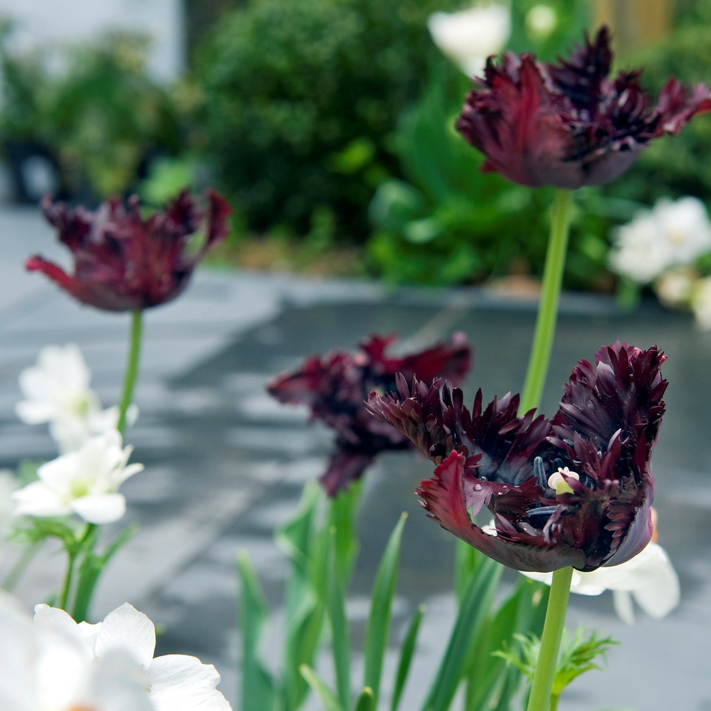 Tulipa black parrot - bulbes à fleurs x14 - tulipe perruche