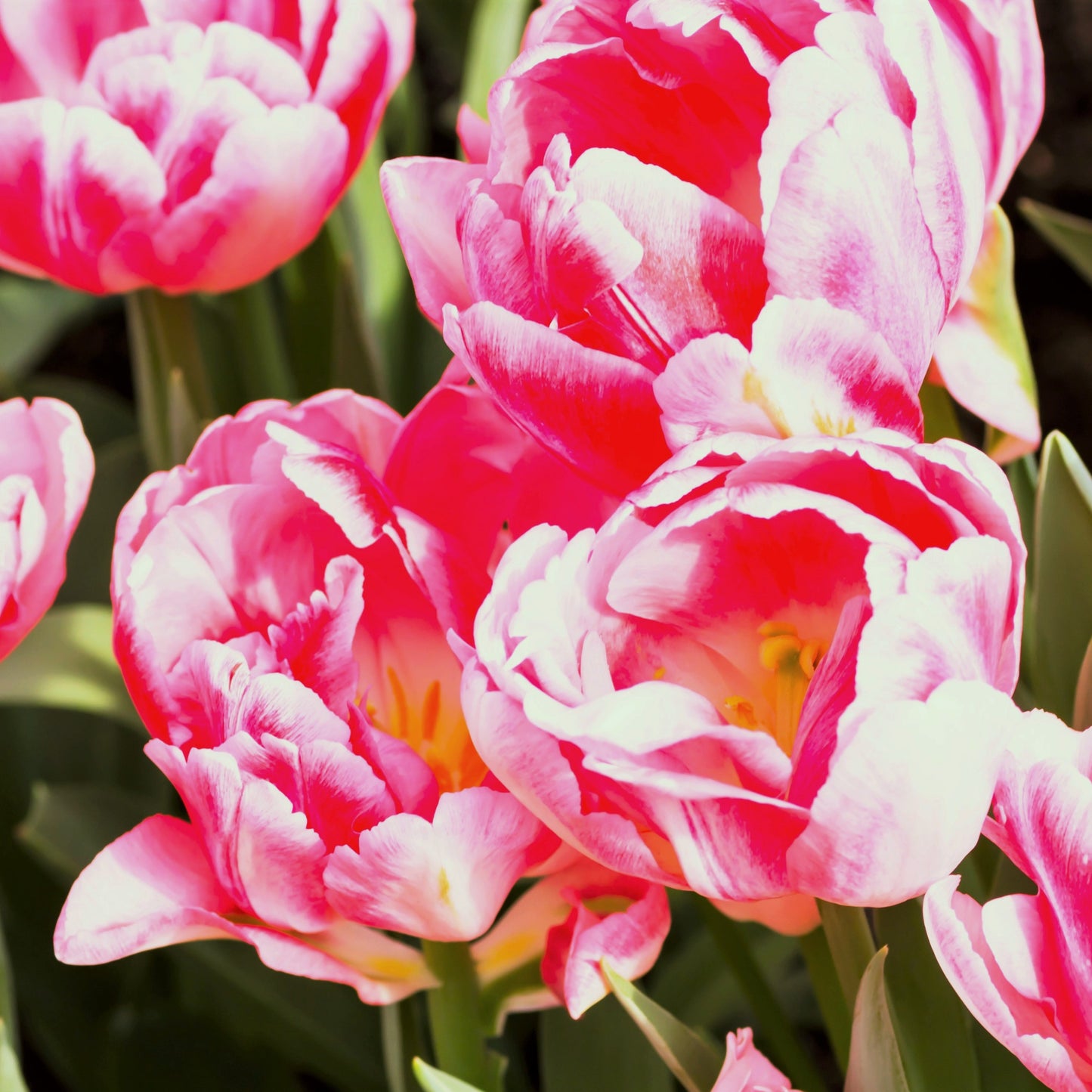 Pretty Pink Foxtrot Tulips