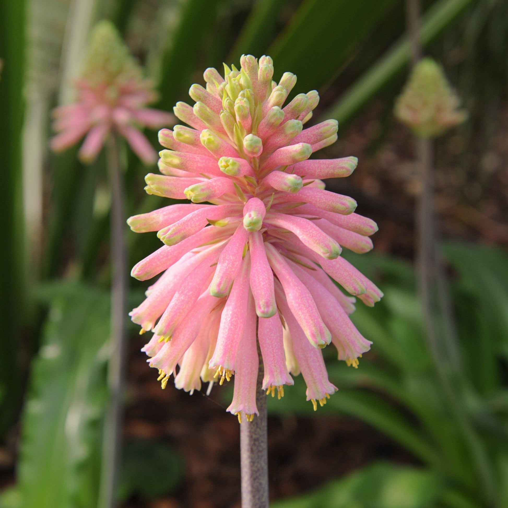 Two-Toned Veltheimia Bracteata