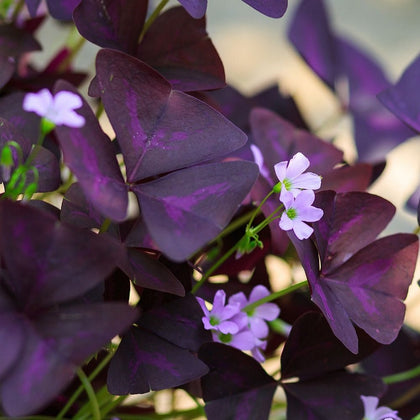 Whitish-Pink Oxalis Bulbs For Sale Online | Triangularis – Easy To Grow ...