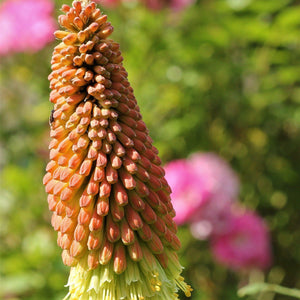 Kniphofia Bulbs for Sale – Easy To Grow Bulbs